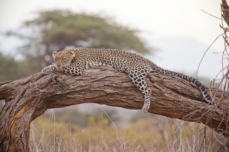 Safari Tour