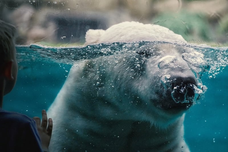 Svalbard, Norway Polar Bear